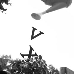Money Tree