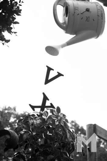 Money Tree