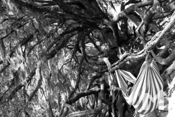 Roots
